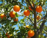 Saftiga apelsiner hänger från grenarna, redo att plockas. En apelsin nyttigt för hela familjen, full av vitaminer och solsken.