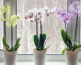 Tre orkidéer i vita krukor på en fönsterbräda. En gul, en vit och en lila orkidé blommar vackert.