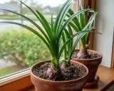 Två amaryllisar i krukor på en fönsterbräda. Lär dig hur vattnar man amaryllis för att få vackra blommor.