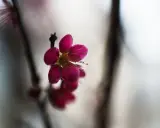 En ensam, mörkt rosa prunus mume-blomma med utstickande ståndare. Bakgrunden är mjukt suddig.