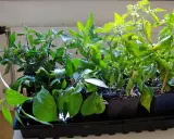 Små plantor i svarta krukor, redo att ta sticklingar. Tomat- och paprikaplantor med lila blommor.