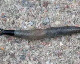 En svarthuvad snigel med mörk, glansig framkropp och en gråbrun, knottrig bakdel kryper över en stenig yta.