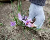 En hand i ljusgrå handske plockar försiktigt lila krokusblommor, vars pistiller liknar saffran.