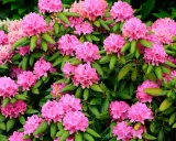 En buske med rikligt blommande rosa rhododendron. Perfekt för att plantera pil i närheten för att skapa en vacker kontrast.