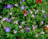 En frodig rabatt med lila och rosa blommor, perfekta buskar som trivs i skugga. Vattenpärlor på kronbladen.