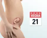 Gravid vecka 21. En illustration visar en gravid mage med ett foster inuti. Bredvid syns en kalender med texten "VEcka 21".
