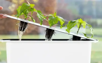 Små plantor med synliga rötter i ett system för sallad hydroponisk odling. En hand justerar en av plantorna.