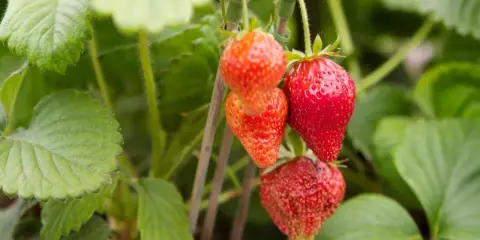 Röda jordgubbar hänger från en planta, redo att plockas. En jordgubbe korona av solsken och sommar.