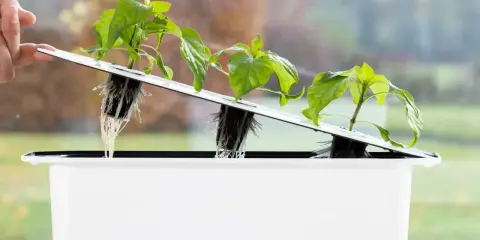 Små plantor med synliga rötter i ett system för sallad hydroponisk odling. En hand justerar en av plantorna.