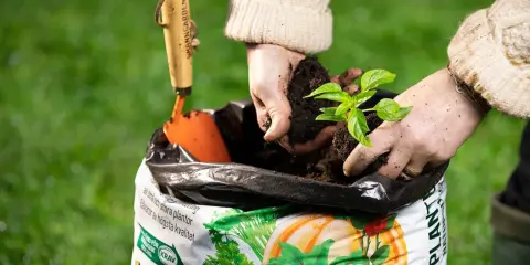 Händer planterar en planta i påse med torvfri jord. En liten spade ligger bredvid.