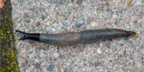 En svarthuvad snigel med mörk, glansig framkropp och en gråbrun, knottrig bakdel kryper över en stenig yta.