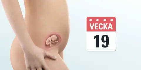 Gravid vecka 19. En illustration visar en gravid mage med en bebis i livmodern. En kalender visar "Vecka 19".