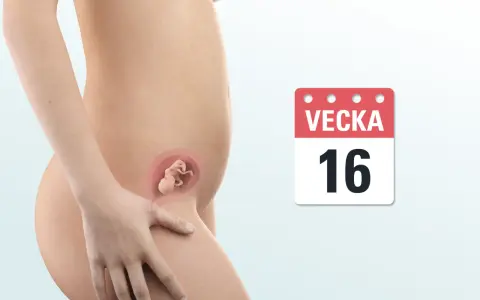 En gravid mage visar ett foster i vecka 16. En kalender visar "Vecka 16".