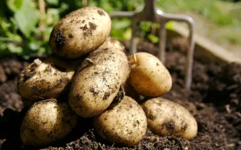 Färska, jordiga potatisar ligger i en hög, redo att tillagas. En trädgårdsgrep skymtar i bakgrunden. Potatis nyttigt!