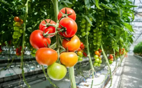 Tomater i olika mognadsstadier hänger från en planta i ett växthus. Den ideala temperaturen för tomater är avgörande för deras tillväxt.