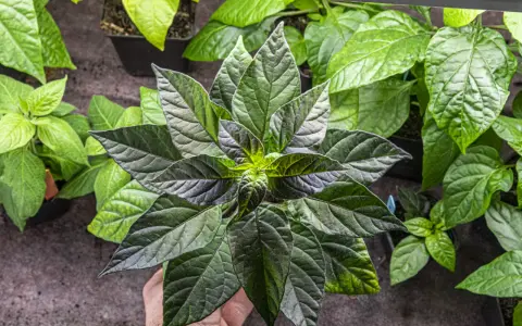 En hand håller en mörk chili planta med stora, veckade blad. Flera andra plantor syns i bakgrunden.