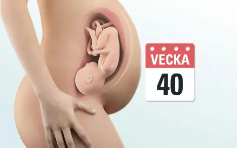 Gravid vecka 40. En bebis ligger i livmodern, redo att möta världen.