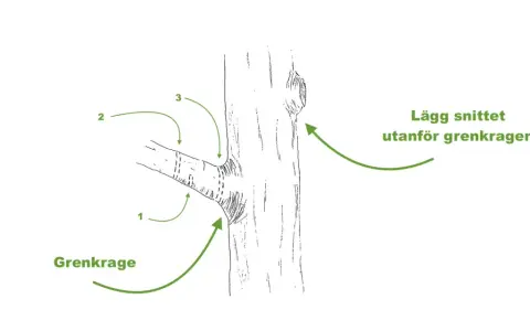 Illustration visar hur man beskär grenar. Grenkragen är viktig att bevara vid beskärning.