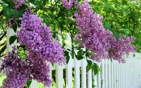 Lila syrenblommor hänger över ett vitt staket. En vacker syn som påminner om att det är dags att plantera syren.