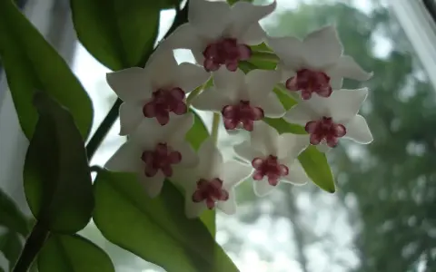 En klase vita hoya blommor med mörklila mitt. Bladen är gröna och bakgrunden är suddig.