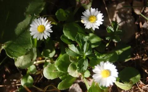 Tre små vita blommor, bellis perennis, med gula mittar lyser upp i grönska och solljus.
