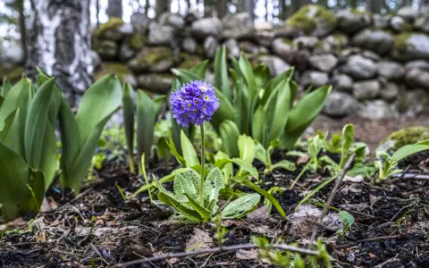 En lila primula blommar i en trädgård, redo att plantera blommor. Bakom syns en stenmur och träd.