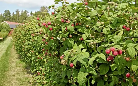 En rad med hallonbuskar, redo att binda upp, med mogna bär. En gräsklädd gång leder mot ett rött hus i bakgrunden.