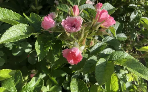 En klase rosa rugosa-blommor med sina karaktäristiska, skrynkliga kronblad och gröna bladverk.