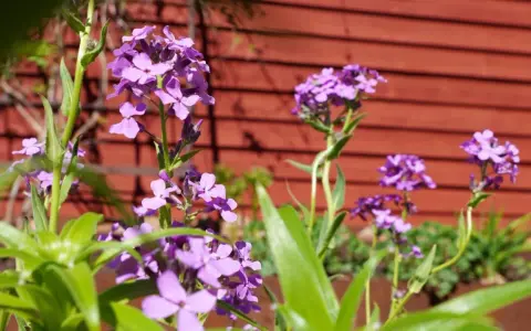 Lila fleråriga blommor blommar vackert framför en röd trävägg.