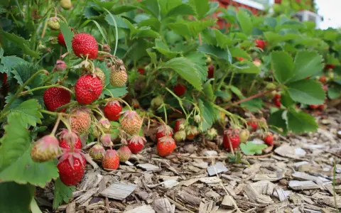 Röda och gröna jordgubbar hänger från frodiga plantor, redo att plockas. En härlig syn för alla som gillar att plantera jordgubbar.