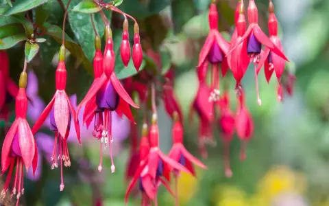 Hängande fuchsia utomhus med röda kronblad och lila inre delar. Blommorna ser ut som små balettdansöser i en sommargrönska.