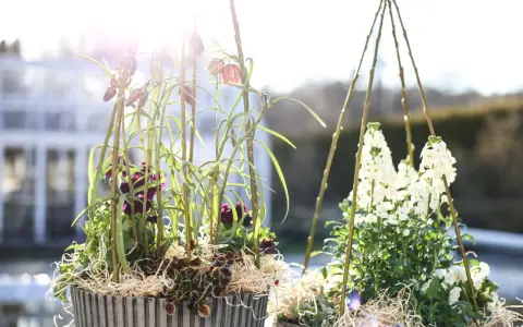 Two pots of spring flowers, one with purple and checkered blooms, the other with white flowers, in bright sunlight.