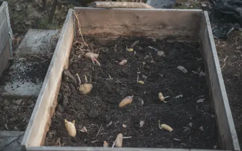 Potatisar med groddar ligger i mörk jord i en pallkrage, redo att odla potatis i.