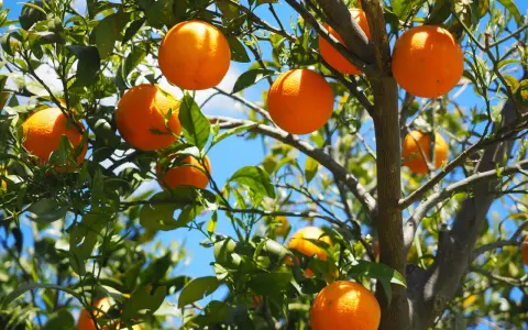Saftiga apelsiner hänger från grenarna, redo att plockas. En apelsin nyttigt för hela familjen, full av vitaminer och solsken.