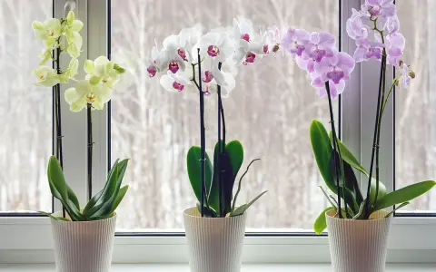 Tre orkidéer i vita krukor på en fönsterbräda. En gul, en vit och en lila orkidé blommar vackert.
