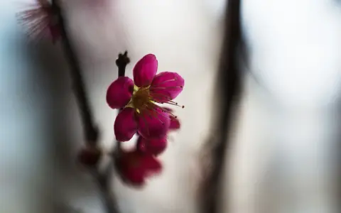 En ensam, mörkt rosa prunus mume-blomma med utstickande ståndare. Bakgrunden är mjukt suddig.