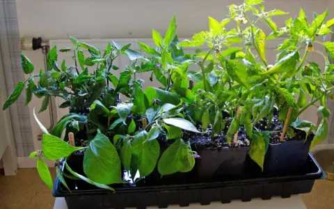 Små plantor i svarta krukor, redo att ta sticklingar. Tomat- och paprikaplantor med lila blommor.