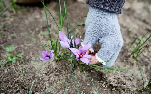 En hand i ljusgrå handske plockar försiktigt lila krokusblommor, vars pistiller liknar saffran.