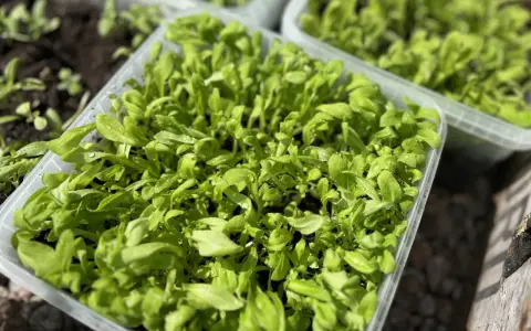 Små, gröna plantor i plastlådor, redo för vintersådd blommor. Vattendroppar glittrar på bladen.