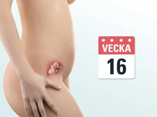 En gravid mage visar ett foster i vecka 16. En kalender visar "Vecka 16".