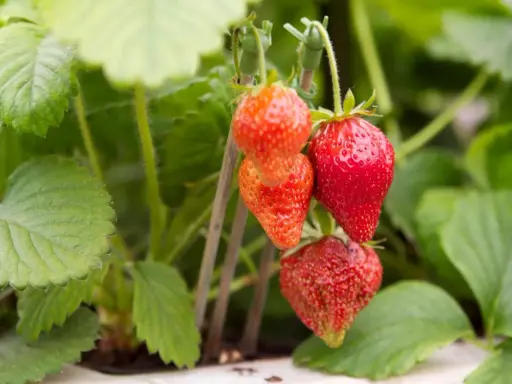 Röda jordgubbar hänger från en planta, redo att plockas. En jordgubbe korona av solsken och sommar.