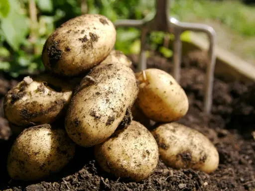Färska, jordiga potatisar ligger i en hög, redo att tillagas. En trädgårdsgrep skymtar i bakgrunden. Potatis nyttigt!
