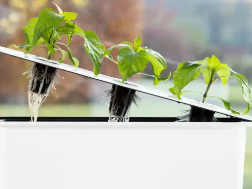 Små plantor med synliga rötter i ett system för sallad hydroponisk odling. En hand justerar en av plantorna.