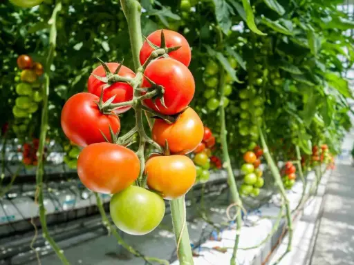 Tomater i olika mognadsstadier hänger från en planta i ett växthus. Den ideala temperaturen för tomater är avgörande för deras tillväxt.