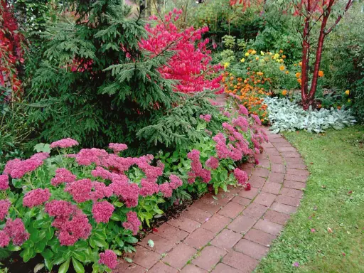 En vacker trädgård med en slingrande tegelgång kantad av rosa blommor. En gran står stolt bredvid, och i bakgrunden syns buskar med röda och gula höstfärger. Benved på stam bidrar till den rika färgpaletten.