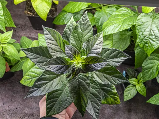 En hand håller en mörk chili planta med stora, veckade blad. Flera andra plantor syns i bakgrunden.