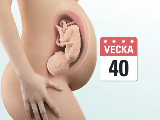 Gravid vecka 40. En bebis ligger i livmodern, redo att möta världen.