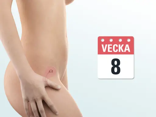 Bild visar en graviditet i vecka 8. En illustration av livmodern visar ett tidigt foster.
