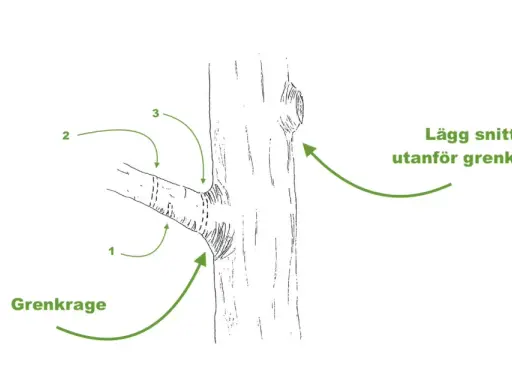 Illustration visar hur man beskär grenar. Grenkragen är viktig att bevara vid beskärning.