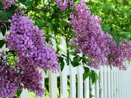 Lila syrenblommor hänger över ett vitt staket. En vacker syn som påminner om att det är dags att plantera syren.